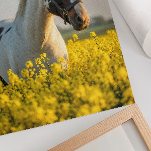 Bilder poster Ein Pferd auf einem Feld