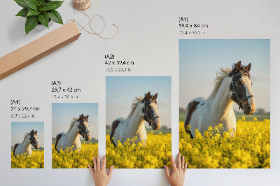 Bilder poster Ein Pferd auf einem Feld