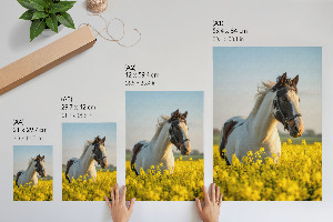 Bilder poster Ein Pferd auf einem Feld