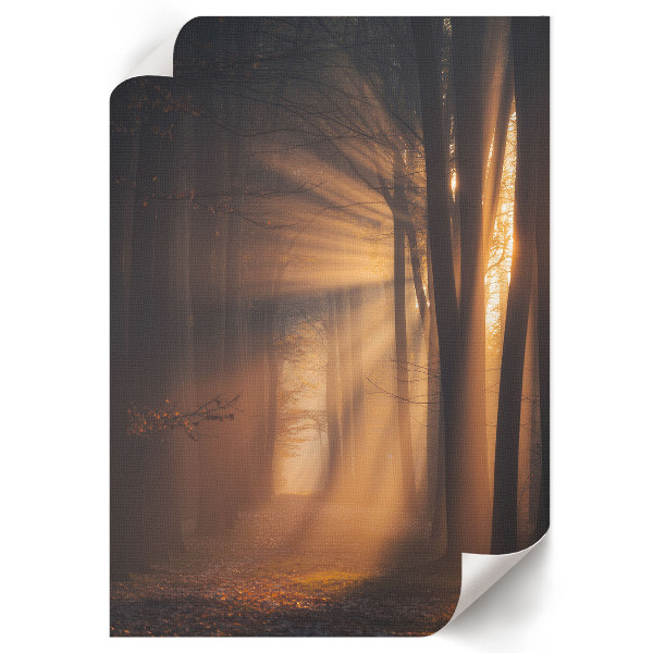 Poster kunstdruck Morgendämmerung im Wald