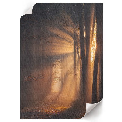 Poster kunstdruck Morgendämmerung im Wald
