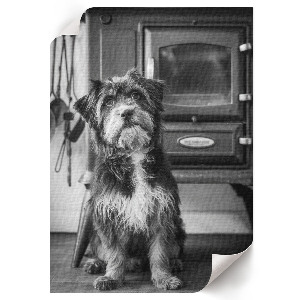 Poster auf leinwand Retro-Hund