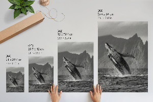 Bilder poster Wal springt