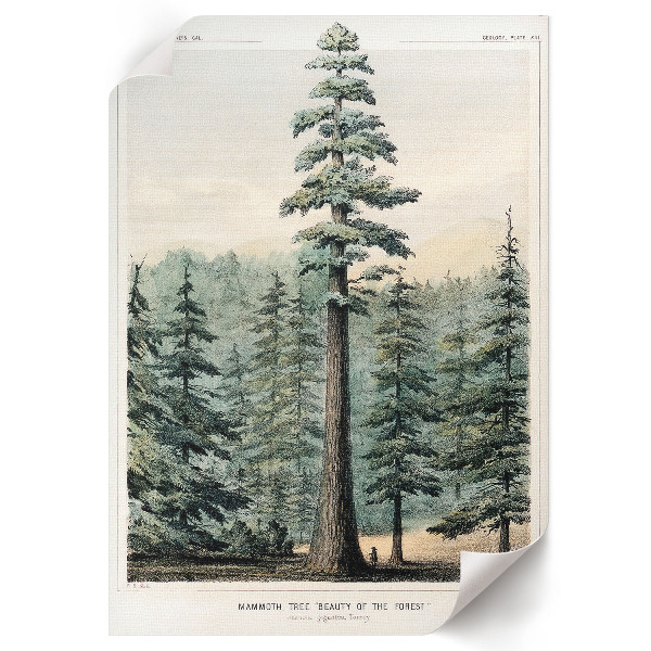 Poster na stenu Wellingtonia