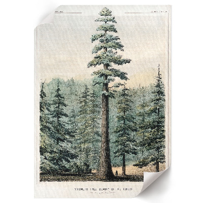 Kunstdruck poster Wellingtonia