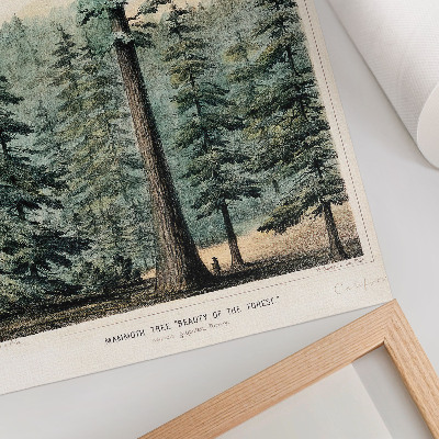 Kunstdruck poster Wellingtonia