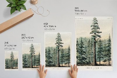 Kunstdruck poster Wellingtonia