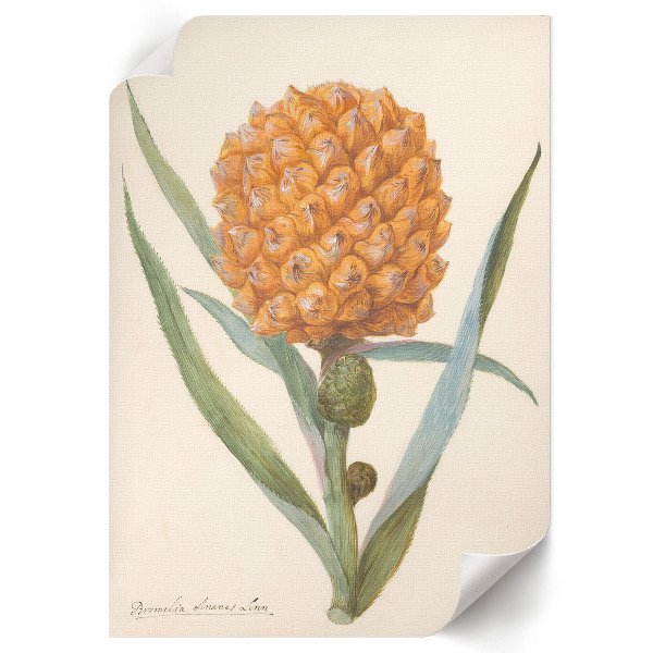 Poster leinwand Bromelie Ananas