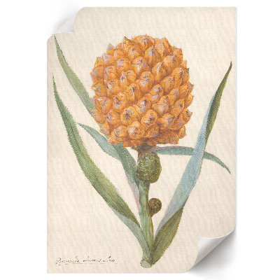 Poster leinwand Bromelie Ananas