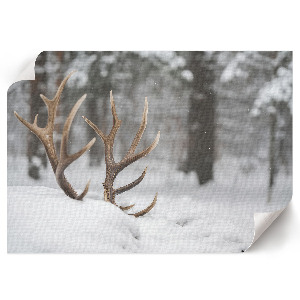 Poster mit Bildern von Geweihen im Schnee