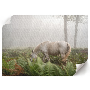 Plakat „Ein Pferd im Wald“