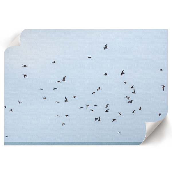 Plakat mit Motiv „Vögel im Flug”