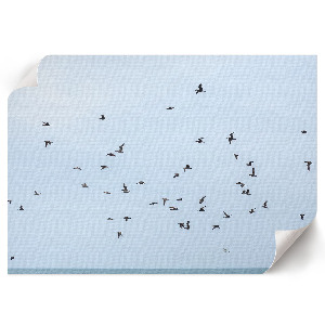 Plakat mit Motiv „Vögel im Flug”