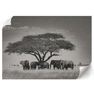 Plakat mit Motiv der afrikanischen Savanne