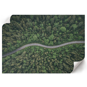 Wandposter mit Motiv eines Waldwegs