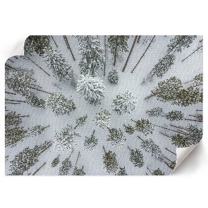 Wandposter mit Motiv Winterwald