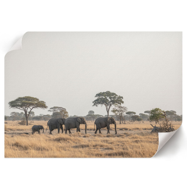 Wandposter mit Motiv der afrikanischen Savanne