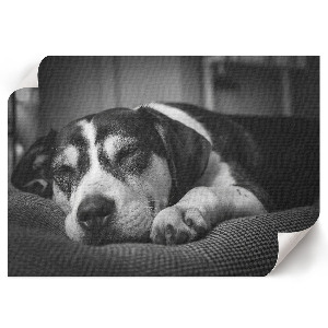 Poster mit Druck eines schlafenden Hundes