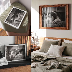 Poster mit Druck eines schlafenden Hundes