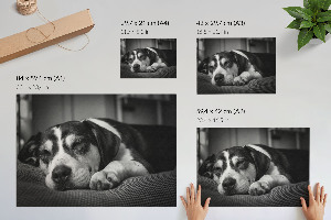 Poster mit Druck eines schlafenden Hundes