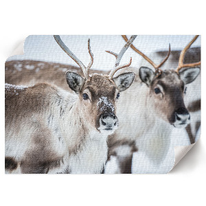 Poster mit Rentieren im Winter