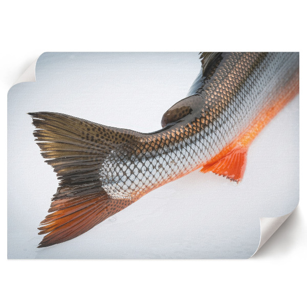 Plakat mit Fischschwanz-Motiv