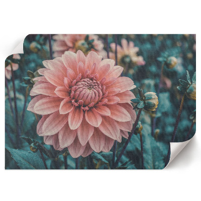Poster mit Motiv rosa Dahlie