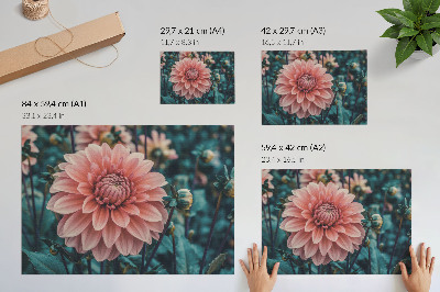 Poster mit Motiv rosa Dahlie