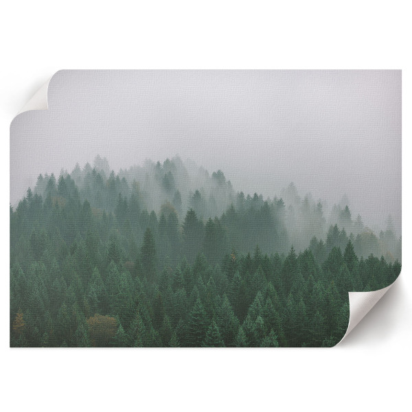 Poster Waldnebel