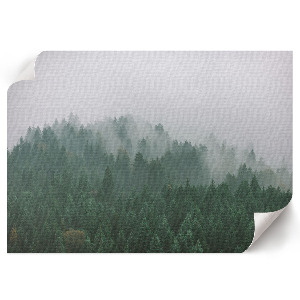 Poster Waldnebel