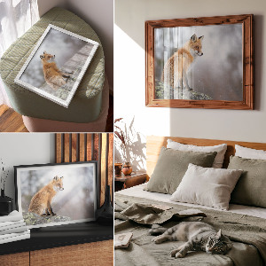 Poster bilder Rotfuchs