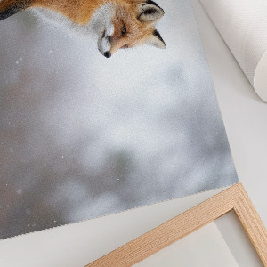 Poster bilder Rotfuchs