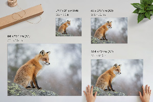 Poster bilder Rotfuchs