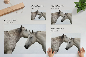 Poster bilder Pferdeeleganz