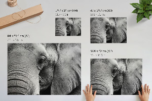 Plakat Elefantendetails