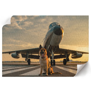 Poster bilder Der Hund und das Flugzeug