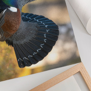 Poster druck Stolzer Vogel