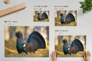 Poster druck Stolzer Vogel