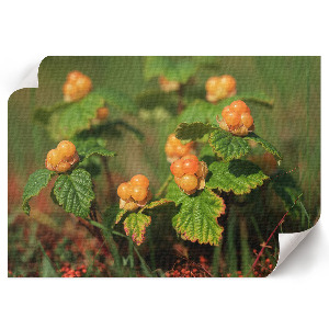 Poster Waldfrüchte