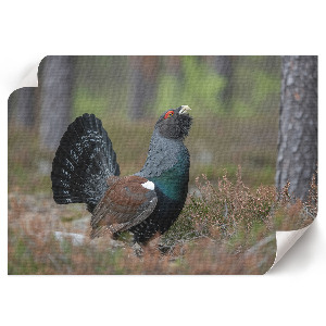 Wandposter mit Motiv eines Vogels im Wald