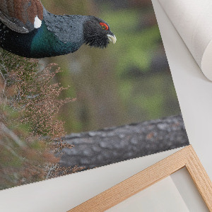 Wandposter Ein Vogel im Wald