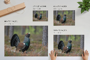 Wandposter Ein Vogel im Wald