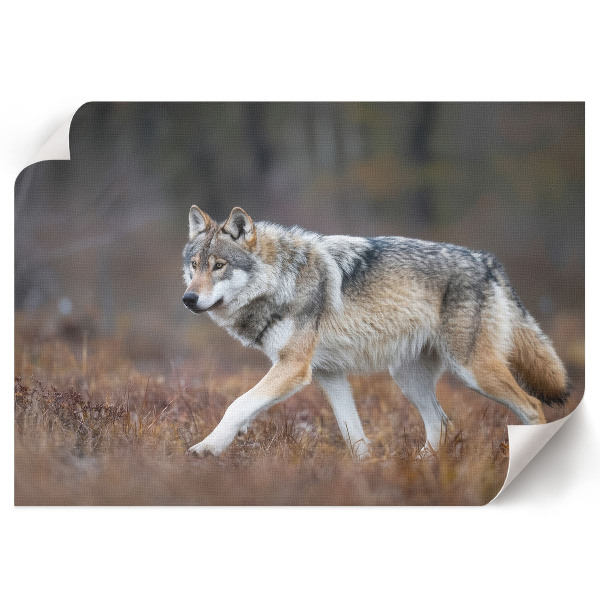 Poster mit Wolfsmotiv
