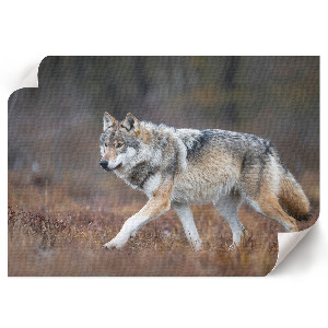 Poster mit Wolfsmotiv