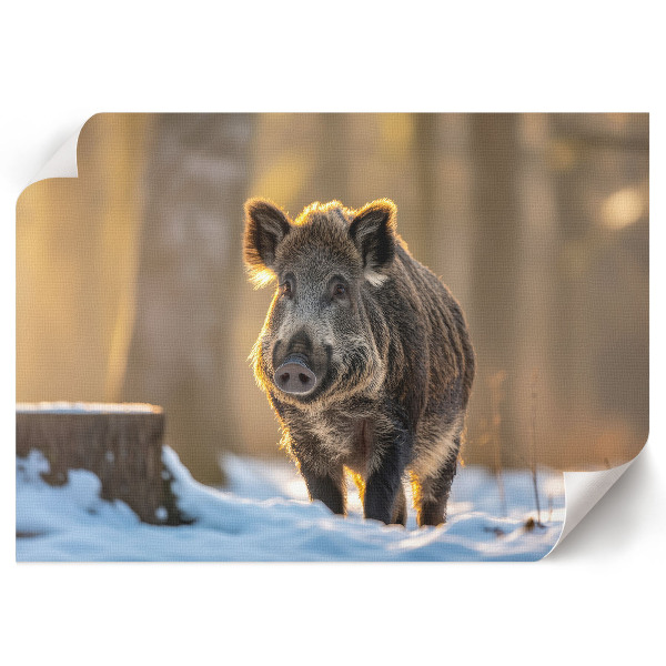 Poster mit Motiv 'Winterschwein'