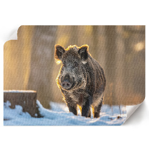 Poster mit Motiv 'Winterschwein'