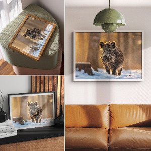 Poster mit Motiv 'Winterschwein'