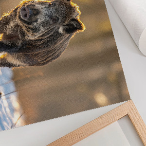 Poster mit Motiv 'Winterschwein'