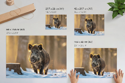 Poster mit Motiv 'Winterschwein'