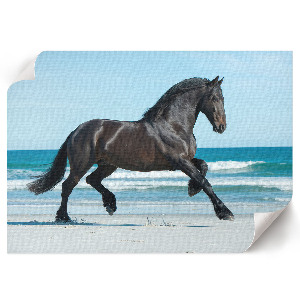 Poster bilder Ein galoppierendes Pferd